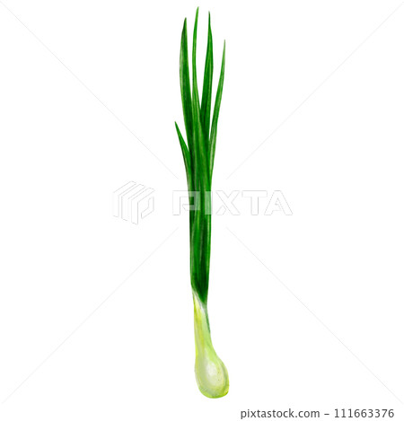 Fresh spring green onions isolated on white background. Watercolor illustration of vegetables for menu design, postcards, packaging design 111663376