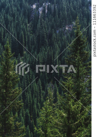 landscape with a beautiful green fir spruce forests in summer Tien Shan mountains in Kazakhstan landscape with a beautiful green fir spruce forests in summer Tien Shan mountains in Kazakhstan 111663392