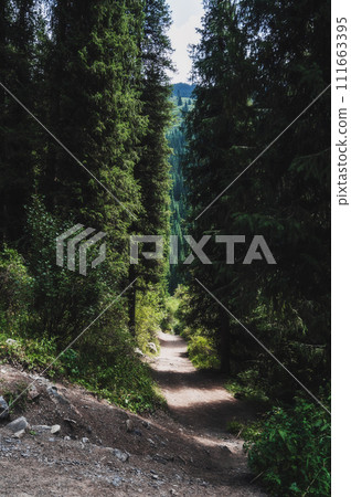 landscape with beautiful fir spruce forests in Tien Shan mountains in Kazakhstan in summer landscape with beautiful fir spruce forests in Tien Shan mountains in Kazakhstan in summer 111663395