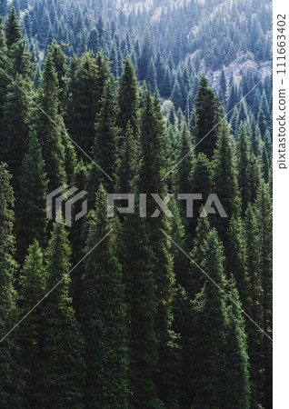 landscape with a beautiful green fir spruce forests in summer Tien Shan mountains in Kazakhstan. Top view from a drone landscape with a beautiful green fir spruce forests in summer Tien Shan mountains in Kazakhstan. Top view from a drone 111663402
