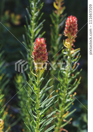 flowering plant Clementsia semenovii in summer closeup flowering plant Clementsia semenovii in summer closeup 111663509