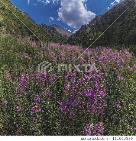landscape with a field with blooming chamaenerion angustifolium, willow herb in mountains in summer 111663589