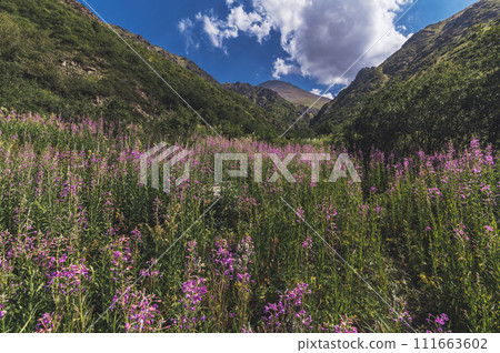 landscape with a field with blooming chamaenerion angustifolium, willow herb in mountains in summer landscape with a field with blooming chamaenerion angustifolium, willow herb in mountains in summer 111663602