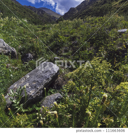 green field in a valley in gorge in mountains in summer under a cloudy sky 111663606