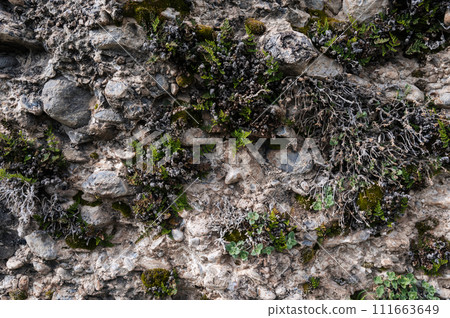 texture of stone on mountain with grass and moss close-up 111663649