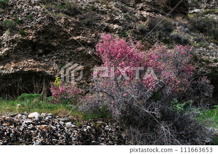 Amygdalus spinosissima blooming with red flowers in Aksu Canyon in Kazakhstan Amygdalus spinosissima blooming with red flowers in Aksu Canyon in Kazakhstan 111663653