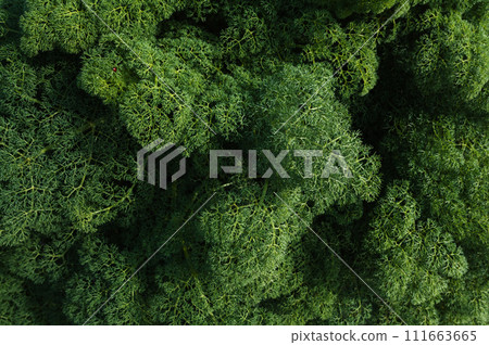 green ferula leaves in the perennial spring closeup. Natural background of plants 111663665