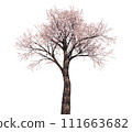 Cherry tree_3D illustration_1 111663682