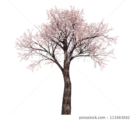 櫻桃樹_3D插圖_1 111663682
