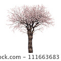 Cherry tree_3D illustration_2 111663683