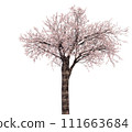 Cherry tree_3D illustration_3 111663684