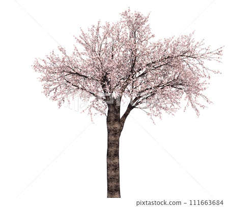 Cherry tree_3D illustration_3 111663684