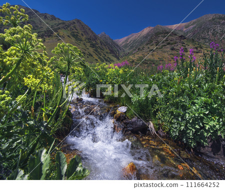 Mountain stream with cascades of waterfalls among grasses in summer in Aksu-Zhabagly Nature Reserve in Kazakhstan Mountain stream with cascades of waterfalls among grasses in summer in Aksu-Zhabagly Nature Reserve in Kazakhstan 111664252