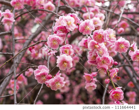 垂枝梅特寫 垂枝梅特寫 111664441