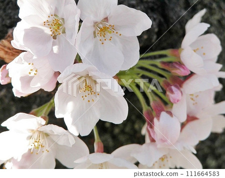 Sakura Techo Cherry blossoms blooming at Isecho Fureai Park in Kumagaya City (April 2, 2015) Close-up of pale pink dancing 111664583