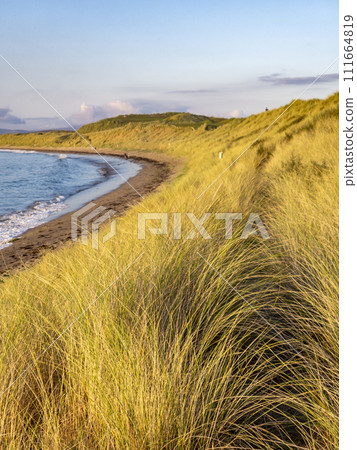 Marram gras at the coast of County Donegal in Ireland 111664819