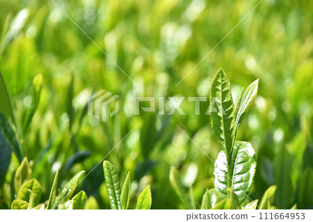 Tea plantation 111664953