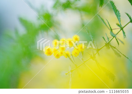 美麗的含羞草 美麗的含羞草 111665035