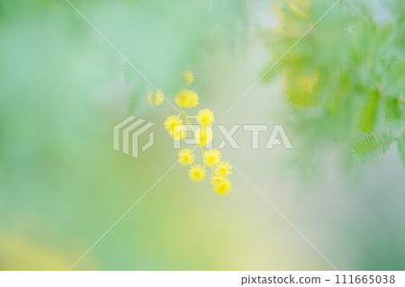美麗的含羞草 111665038