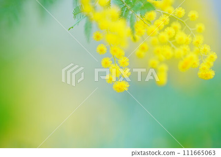 美麗的含羞草 美麗的含羞草 111665063