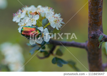 Beetle May rose Cetonia aurata on white thorn flowers Beetle May rose Cetonia aurata on white thorn flowers 111665647