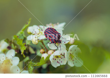 Graphosoma lineatum is a species of shield bug in the family Pentatomidae. 111665668