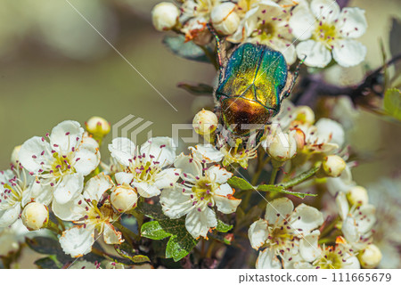 Beetle May rose Cetonia aurata on white thorn flowers Beetle May rose Cetonia aurata on white thorn flowers 111665679