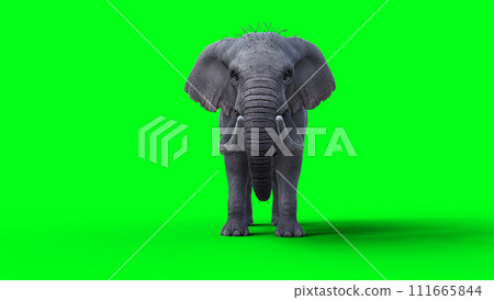 African elephant idle. 3d rendering. 111665844
