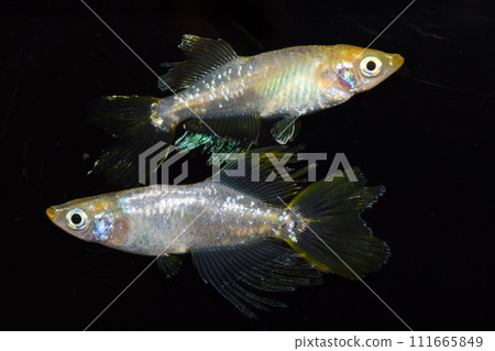 運動員青鱂橫美(改良青鱂) 運動員青鱂橫美(改良青鱂) 111665849