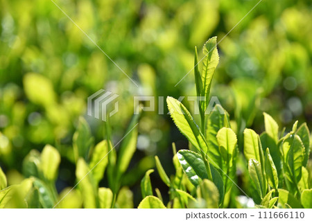 Tea plantation Tea plantation 111666110