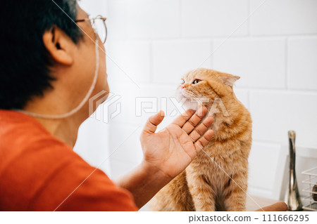 A senior lady shares a moment of togetherness with her mature Scottish Fold cat, their bond evident in her wrinkled hands gently petting her beloved feline friend. portrait of old friends' happiness. 111666295