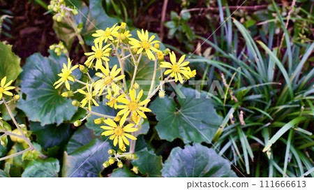 Yellow flowers, Tsuwabuki, that grow in clusters in the wild. Yellow flowers, Tsuwabuki, that grow in clusters in the wild. 111666613