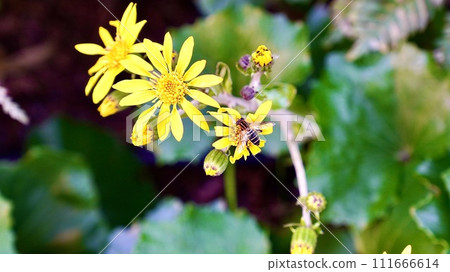 Yellow flowers, Tsuwabuki, that grow in clusters in the wild. Yellow flowers, Tsuwabuki, that grow in clusters in the wild. 111666614