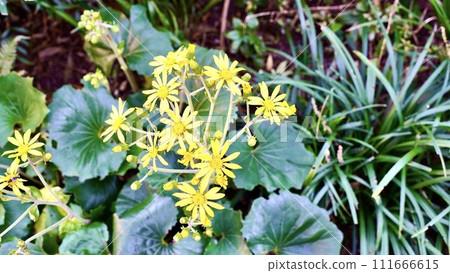Yellow flowers, Tsuwabuki, that grow in clusters in the wild. Yellow flowers, Tsuwabuki, that grow in clusters in the wild. 111666615