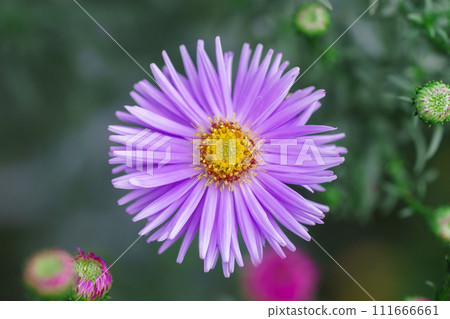 Symphyotrichum novi-belgii, delicate and beautiful garden flower. 111666661