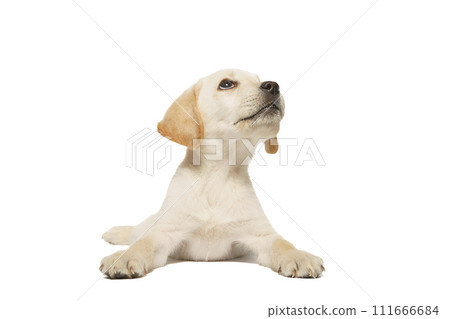puppy labrador isolated on white background puppy labrador isolated on white background 111666684