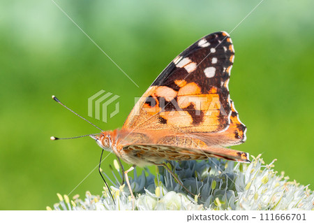 European peacock butterfly (Aglais io). Copy space... 111666701
