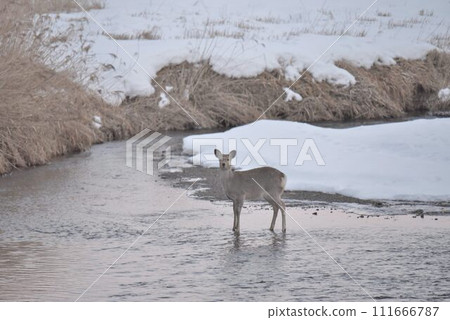 從音羽橋看到的蝦夷鹿在雪佐川休息 111666787