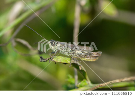 Meadow grasshopper, grasshopper 111666810