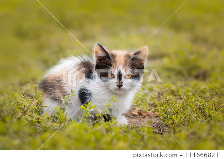 Gray striped cat walks on a leash on green grass outdoors.. Gray striped cat walks on a leash on green grass outdoors.. 111666821