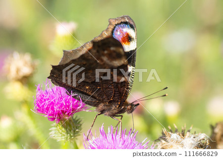 European peacock butterfly (Aglais io). Copy space.. 111666829
