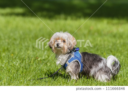 Beautiful puppy of bolognese dog. Beautiful puppy of bolognese dog. 111666846