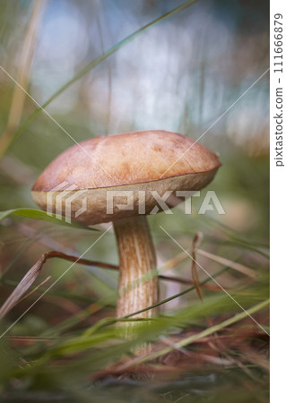 Beautiful birch bolete (birch mushroom, rough boletus or brown-cap fungus) in grass with autumn leaves. 111666879