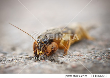 Gryllotalpa gryllotalpa, European mole cricket - agricultural pest on the background soils. 111666882