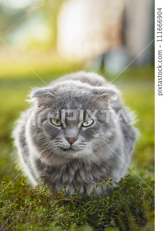 Gray striped cat walks on a leash on green grass outdoors. Gray striped cat walks on a leash on green grass outdoors. 111666904