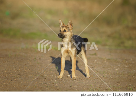 Cute and alert gray puppy sitting in lush green grass... Cute and alert gray puppy sitting in lush green grass... 111666910