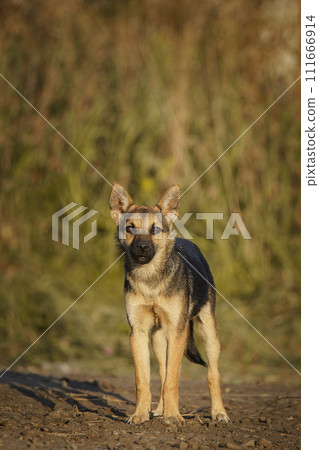 Cute and alert gray puppy sitting in lush green grass.. Cute and alert gray puppy sitting in lush green grass.. 111666914