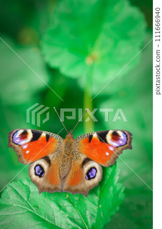 European peacock butterfly (Aglais io). Copy space. 111666940