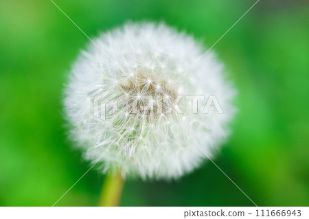Close up of white fluffy dandelion against a green blurred background. 111666943