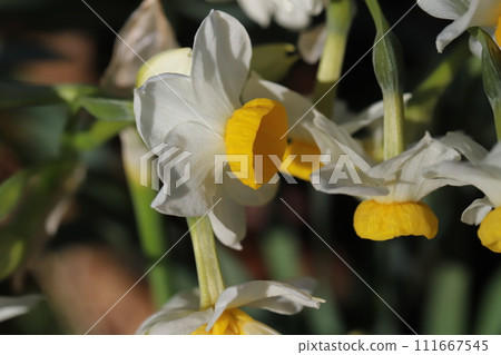 冬季花園裡盛開的白色水仙花 冬季花園裡盛開的白色水仙花 111667545